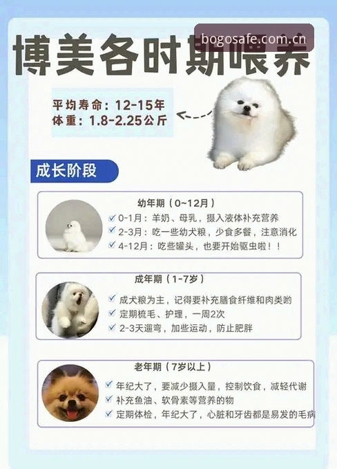 如何下载安装博狗最新版本？老用户手把手教学
