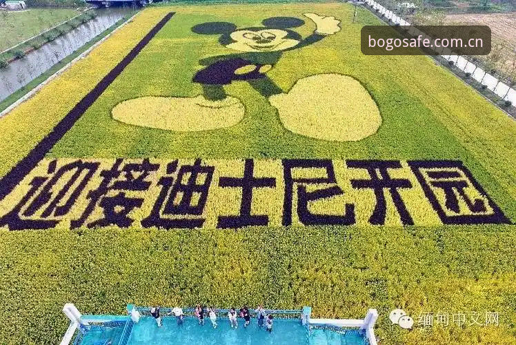 掌握博狗体育平台的7个核心要点，从安全认证到娱乐项目一站通达